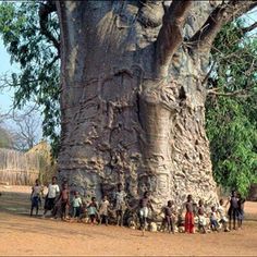 a group of people standing next to a large tree