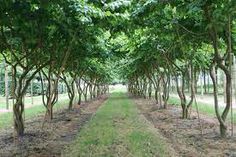 a row of trees in the middle of a field