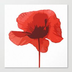 a red poppy flower on a white background