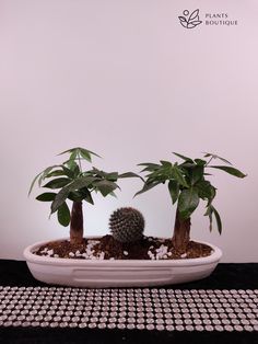 three potted plants sitting on top of a table