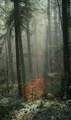 the sun shines through the foggy trees in this forest filled with green and red leaves