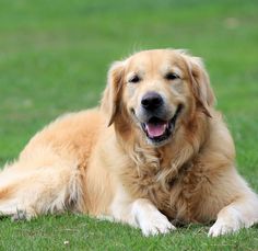 a golden retriever laying in the grass with its tongue out and his eyes closed