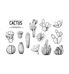 cactuses and succulents are drawn in black ink on a white background