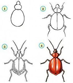 four different types of bugs and how to draw them