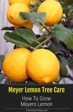 lemons growing on a tree with text overlay that reads, meyer lemon tree care how to grow meyer's lemon