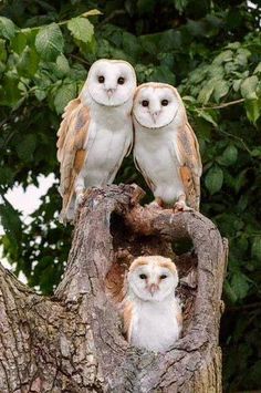 two owls sitting on top of a tree branch with another owl in it's nest