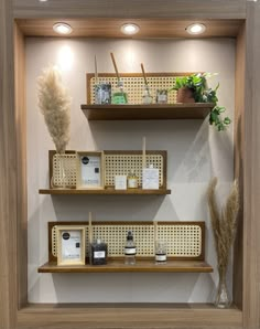 three shelves with various items on them in a display case next to a potted plant