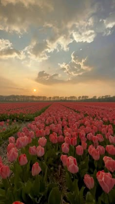 a field full of pink tulips under a cloudy sky at sunset with the sun in the distance