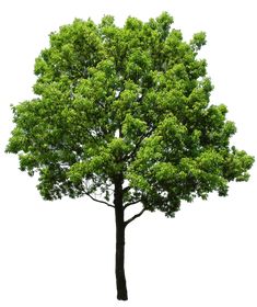 a large tree with green leaves on it