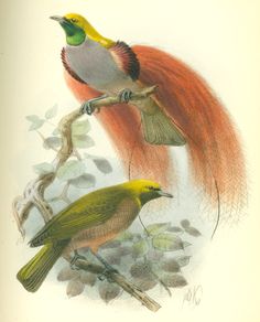 two birds sitting on top of a tree branch with red hair and tails in the background