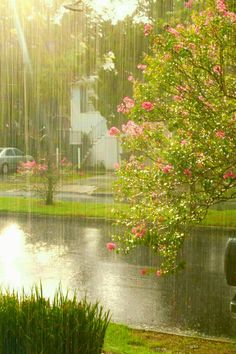 the sun shines brightly on a rainy day with pink flowers in the foreground