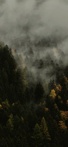 the forest is covered in fog and low lying clouds