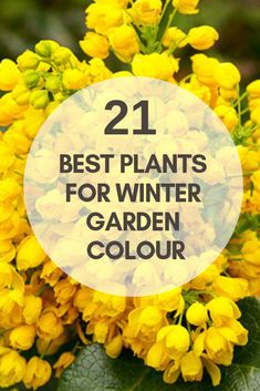 yellow flowers with the words, best plants for winter garden color in front of it