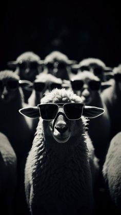 a sheep wearing sunglasses standing in front of a group of sheep