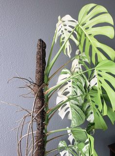 a plant with white flowers and green leaves in a pot next to a gray wall