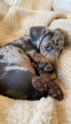 a dog laying on top of a bed with a stuffed animal in it's mouth