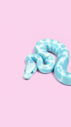 a blue and white snake laying on top of a pink surface with its head turned to the side