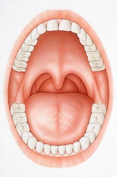 Human Teeth, Human Body Parts, Tongue Health, Oral Health Care, Nail Health, Open Mouth, Tooth Decay, Oral Hygiene, Dental Health