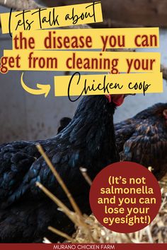 histoplasmosis in chicken coop Meal Worms For Chickens, Chicken Genetics, Chicken Knowledge, Cleaning Chicken, Owning Chickens, Chickens Coop, Best Egg Laying Chickens, Chicken Coop Signs