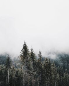 the trees are all covered in fog and low lying clouds, as well as some evergreens