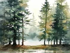 watercolor painting of pine trees in the woods