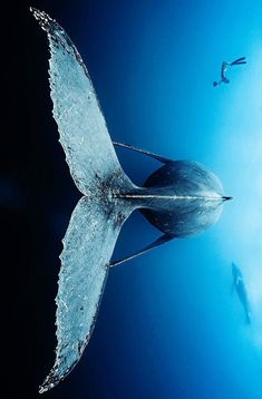 two people are swimming in the water near an ice - covered bird's wing