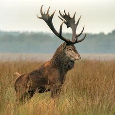 an elk standing in tall grass with antlers on his head and back turned to the side