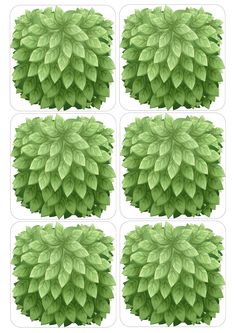 four different views of green leaves on a white background, each with their own image