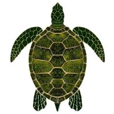 a green sea turtle is shown on a white background