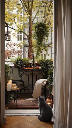 a cat sitting on the floor looking out an open door to a patio with potted plants and candles