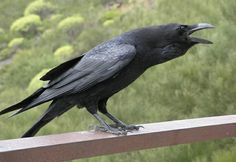 a black bird sitting on top of a wooden rail