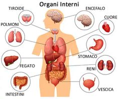 the human organs are labeled in this diagram