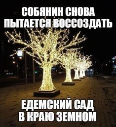 there are trees that have been decorated with lights