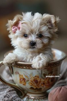 a small white dog sitting in a teacup