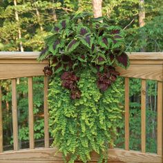 a potted plant on a wooden deck