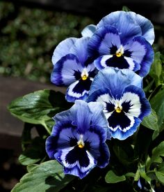 blue and white pansies are growing in a pot