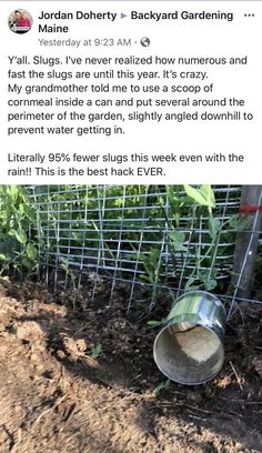 an image of a garden with plants growing out of it and the caption that reads, jordan dohrey backyard gardening