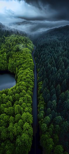 an aerial view of a road in the middle of a forest with trees on both sides