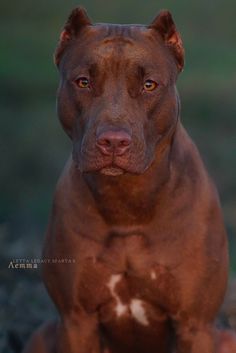 a brown dog with white spots sitting on the ground