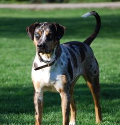 a brown and white dog standing on top of a lush green field