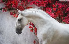 a white horse standing in front of red flowers