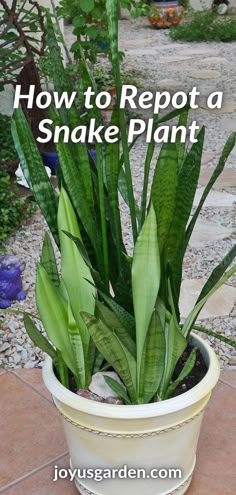 a potted snake plant with the words how to reppot a snake plant