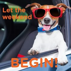 a dog wearing sunglasses sitting in the back seat of a car with its tongue hanging out