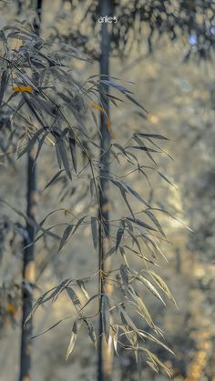 a bamboo tree with lots of leaves in the foreground and trees in the background