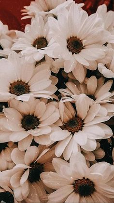 a bunch of white flowers with water droplets on them