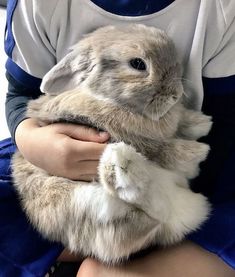 a person holding a rabbit in their hands