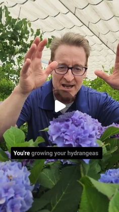 a man in glasses is surrounded by purple flowers with his hands up and the words you're growing your hydrangeas