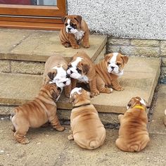 four puppies are sitting on the steps together