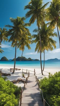 a wooden walkway leading to the beach with palm trees