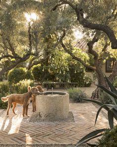 two dogs standing in front of a water fountain surrounded by trees and bushes on a sunny day